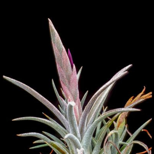 White 饰 Night 白夜 展 子弹X香槟 空凤植物无土栽培室内装