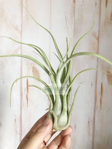 展示T.Capcom(T.caput-medusae x T.compressa)美杜莎Xcompressa