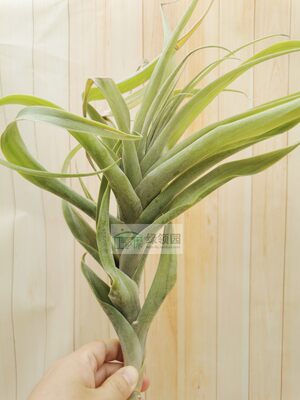 展示 空气凤梨 Tillandsia Latifolia Anaconda '蟒蛇'