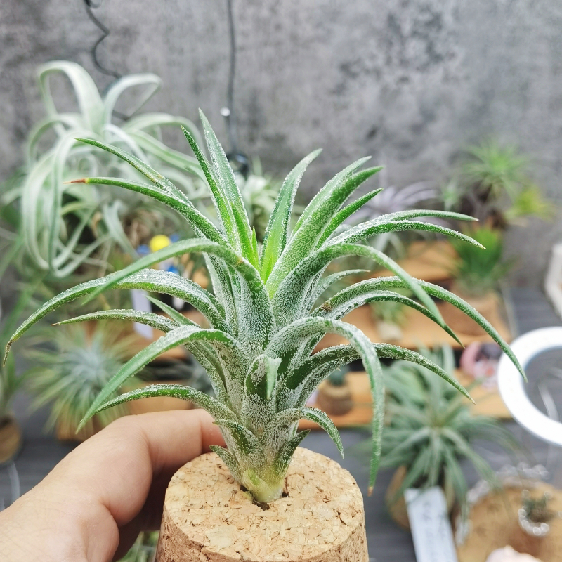 直播 一物一拍 热带T.  'Celtic Spire' 德鲁伊x万汗精灵