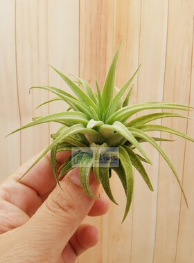 展示 空气凤梨 Tillandsia Ionantha Maxima Albino 白叶大精灵