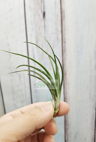 无土植物室内空气凤梨绿领园杂交