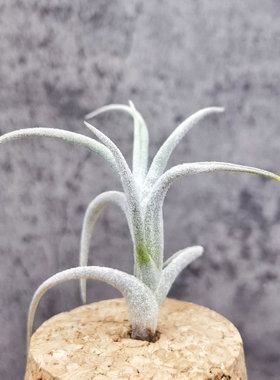 空气凤梨 热带Tillandsia mitlaensis var.tulensis 子弹变种