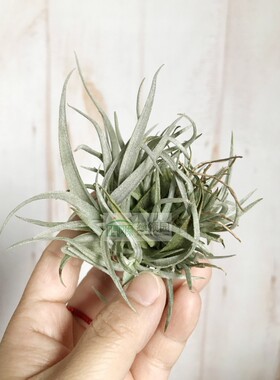 展示 空气凤梨 Tillandsia Chiapensis Small Clump 香槟小群生