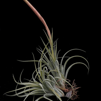 空气凤梨植物绿领园室内无土杂交