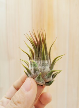 展示 空气凤梨 Tillandsia ionantha rosita 玫瑰精灵