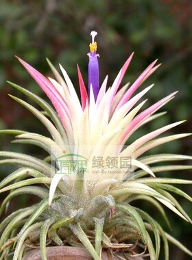 展示 空凤 热带Tillandsia ionantha variegated热带白锦精灵