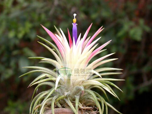 展示 空凤 热带Tillandsia ionantha variegated热带白锦精灵