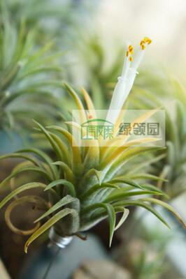 展示 空气凤梨 Tillandsia ionantha 'peach'小精灵蜜桃