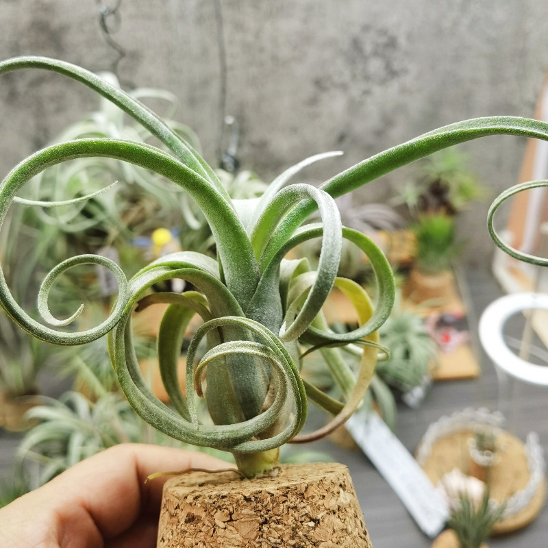 直播 一物一拍 T. Curly Slim 花卷 雨林