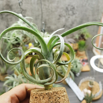 直播 一物一拍 T. Curly Slim 花卷 雨林