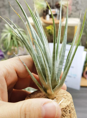 直播 一物一拍 T. Oriental Dragon Claw东方龙爪