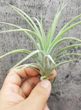 空气凤梨室内无土栽培 T. Concolor x Ionantha 空可乐精灵