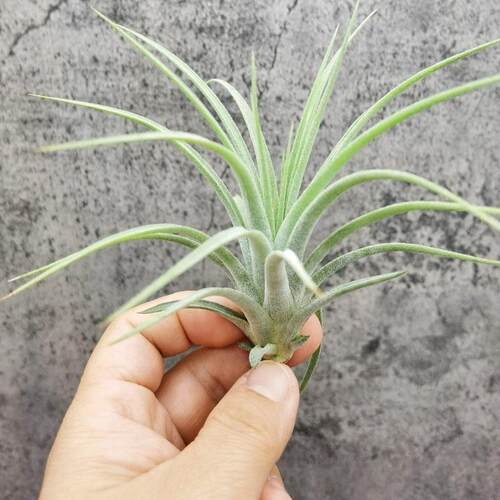 绿领园 一物一拍  空气凤梨T. Concolor x Ionantha 空可乐精灵 - 封面