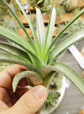 直播 一物一拍 T. chiapensis x rothii香槟X柔婷雨林3M反交