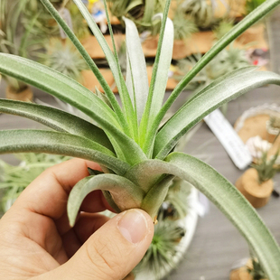 直播 一物一拍 T. chiapensis x rothii香槟X柔婷雨林3M反交