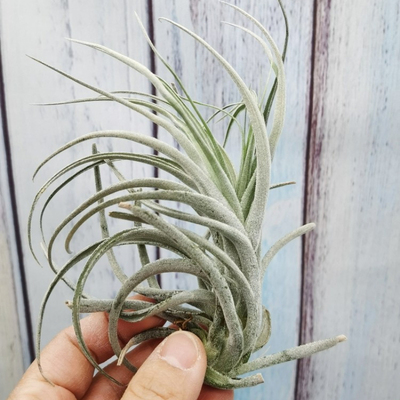 空气凤梨无土绿领园杂交植物国际