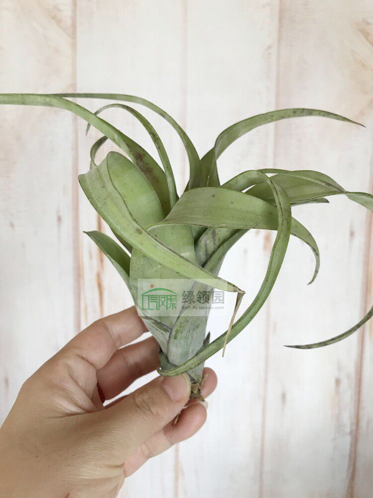展 空凤 Tillandsia Flexuosa“Grand Caymen旋风“大开曼”变种