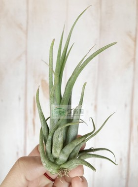 展示 空气凤梨 Tillandsia Paucifolia Guat.红女王圭地马拉型
