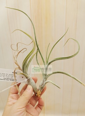 T.Kaylan(T.caput-medusae X T.baileyi)美杜莎x贝利艺