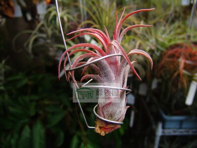 展示 空凤 Tillandsia Destiny 束花精灵×美杜莎