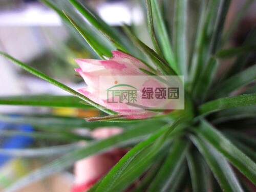 展示 空气凤梨 Tillandsia Stricta red spot 红斑多国花