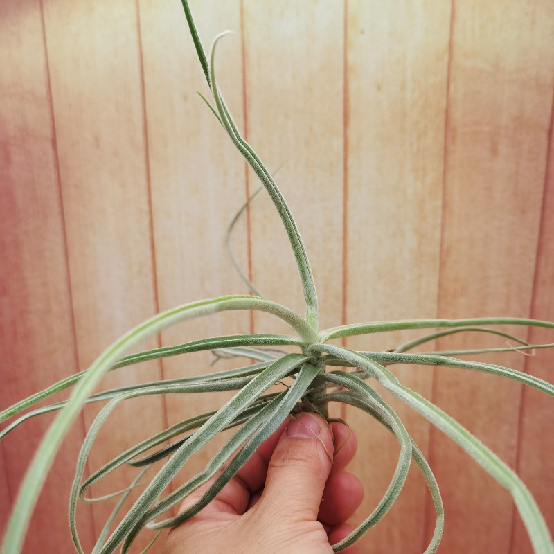 空气凤梨植物无土栽培streptocarpa thick leaf 厚叶电卷捧