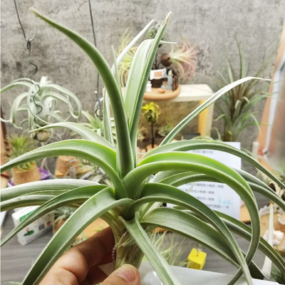 直播 绿领园空气凤梨 一物一拍 T. lotteae 绿花品种 巨型裸体