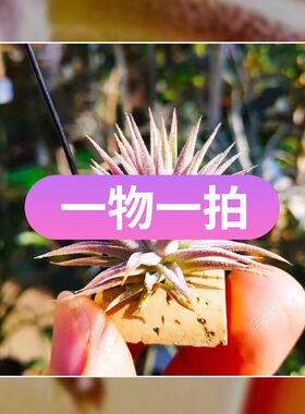 直播一物一拍 T. baguagrandensis x didisticha美花杂交x迪迪斯