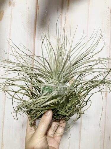 展示 空气凤梨 Tillandsia Tectorum 国际超巨型鸡毛