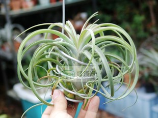 东方美人 国内手播空凤品种 beauty Oriental Tillandsia
