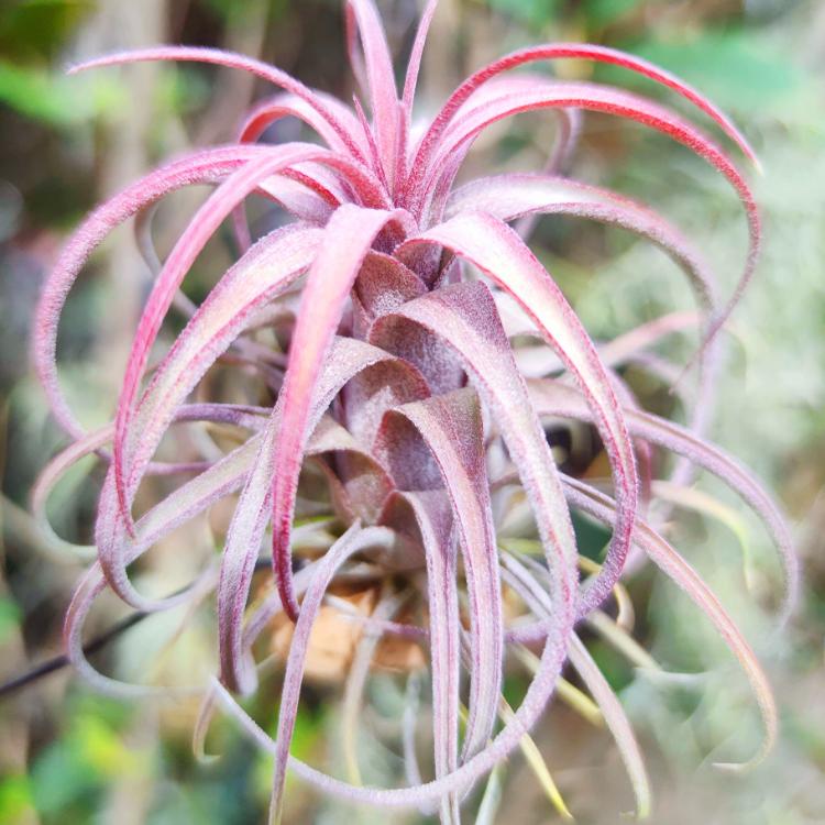 国内手播空凤品种无土装饰杂交精灵 T. Royal Flamingo皇家火烈鸟