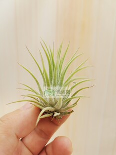 Leaf 展示 软叶全红精灵 Soft Rubra 雨林 T.ionantha