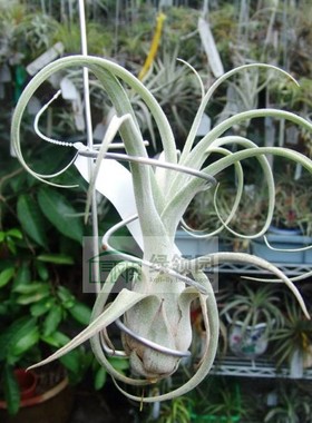 展示 T.Mexican Magic(T.baileyi x T.pueblensis) 贝利艺x普布斯