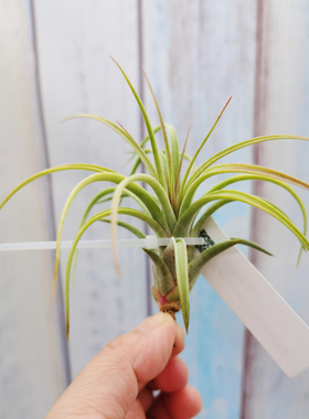 空气凤梨植物无土室内栽培Concolor x Ionantha 空可乐精灵 侧芽