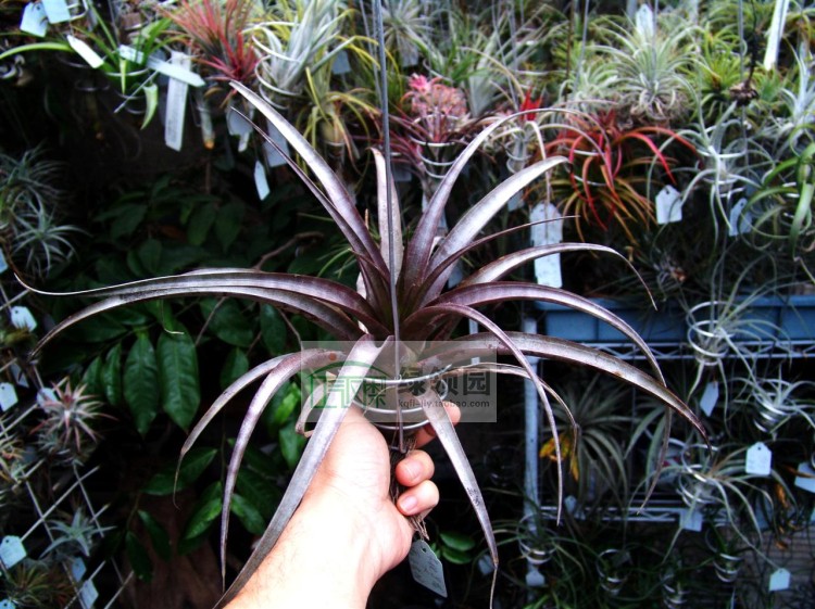 展capitata marronX(xerographica x chiapensis)卡比马龙x霸王香