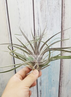 空气凤梨 Tillandsia Stricta Purple Rain 多国紫雨 侧芽
