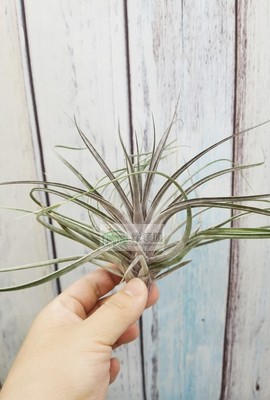 空气凤梨 Tillandsia Stricta Purple Rain 多国紫雨 侧芽