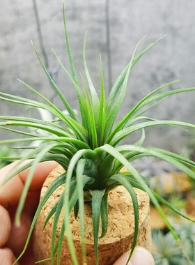 直播专拍 一物一拍 热带T.ionantha x delicata杂交精灵x毛娃娃