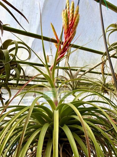 展示 空气凤梨 热带 Tillandsia 'Bahia'柔婷x费西（种株）