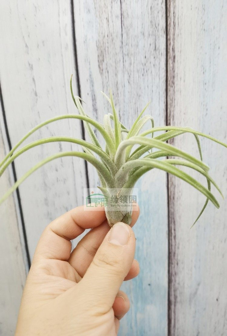 humbug 自然杂交品种红女王精灵