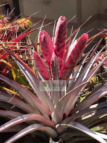 展示 空气凤梨 热带 Tillandsia 'Super Steve'超级史蒂芬