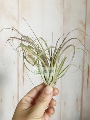 展示 空气凤梨 Tillandsia Our Fatima Lady 贝克利x费西