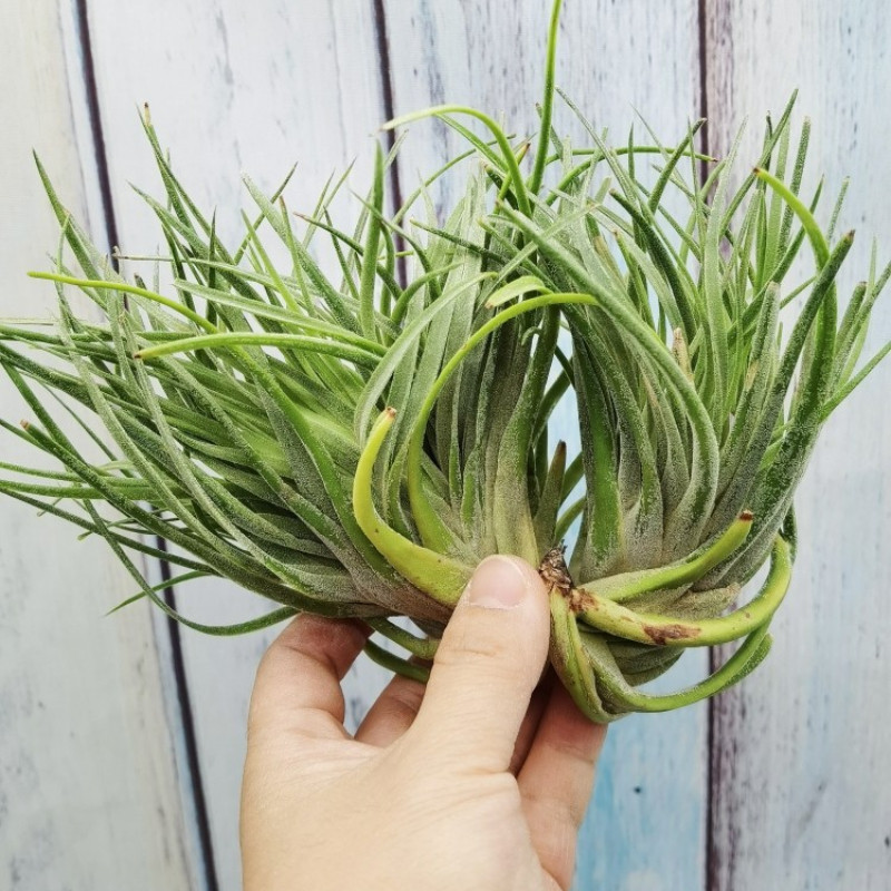 绿领园空气凤梨无土国际缀化植物