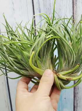 绿领园空气凤梨植物无土栽培国际X Victoria Crested维多利亚缀化