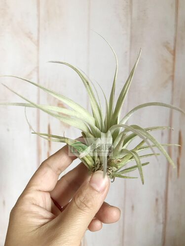 展T.Zero Rose(T.xerographica X T.Nellie Rose) 霸王x耐莉玫瑰