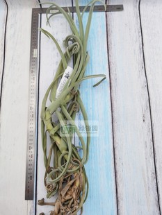 Tillandsia Duratii 空气凤梨 Giant 树猴巨型种 热带 展示