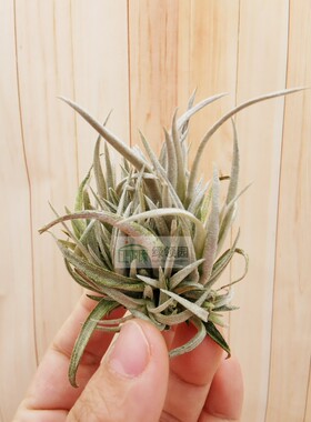 展示 空凤 Tillandsia Capitata Mauve Sm.Clump 卡比淡紫小群生