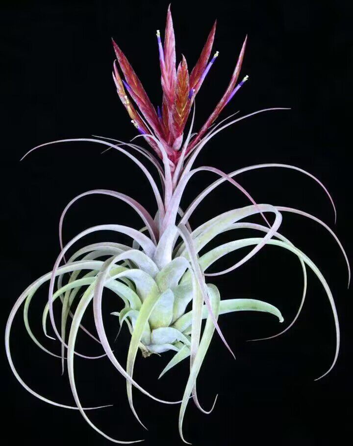 空气凤梨植物无土栽培chiapensis x rothii香槟X柔婷雨林3M反交