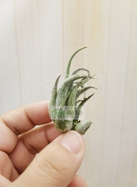 空气凤梨 Tillandsia Mitlaensis 子弹（国际版）